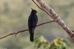 Knipolegus lophotes