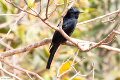 Knipolegus lophotes