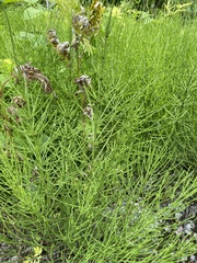 Equisetum arvense