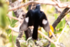 Knipolegus lophotes