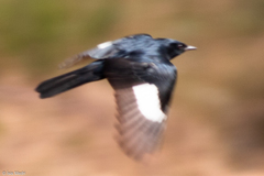 Knipolegus lophotes