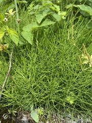 Equisetum arvense