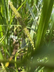 Celastrina echo echo