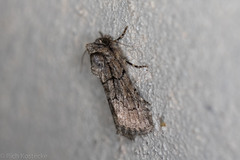 Sympistis induta