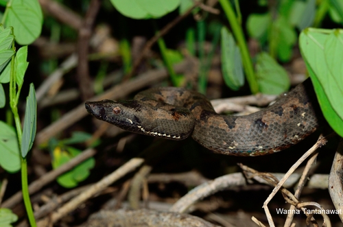 Solomon Island Ground Boa - Photo (c) setaphong, some rights reserved (CC BY-NC)