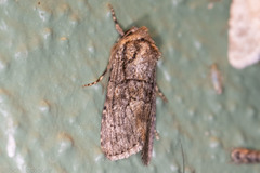 Sympistis induta