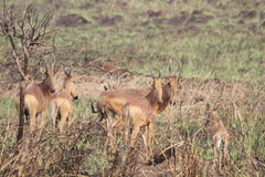 Alcelaphus buselaphus lelwel