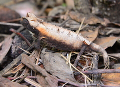 Brookesia brygooi