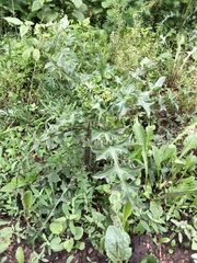 Angiospermae
