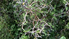 Sophora prostrata