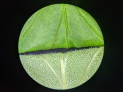 Crataegus succulenta