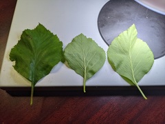 Crataegus succulenta