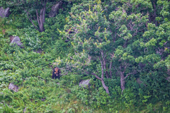 Ursus arctos lasiotus