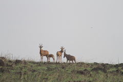 Alcelaphus buselaphus lelwel