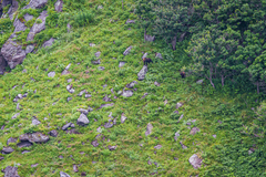 Ursus arctos lasiotus