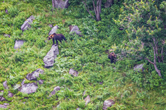 Ursus arctos lasiotus