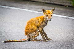 Vulpes vulpes schrencki
