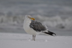 Larus argentatus
