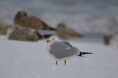 Larus delawarensis