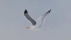 Larus argentatus