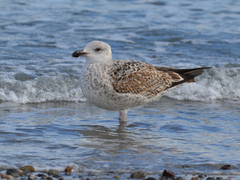 Larus marinus