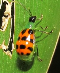 Diabrotica limitata