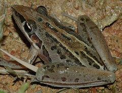 Rocket Frog photo 4