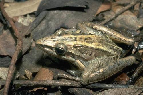 Striped Rocket Frog