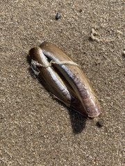Ensis leei