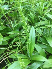 Platanthera flava