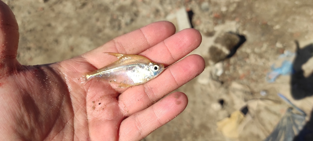 Glass headstander (Roeboides descalvadensis) — Characidae