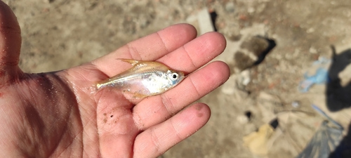 Glass headstander (Roeboides descalvadensis) — Characidae
