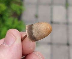 Panaeolus fimicola