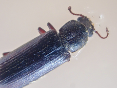 Lyctus
