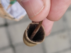 Panaeolus fimicola