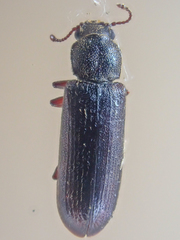 Lyctus