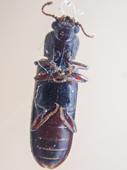 Lyctus