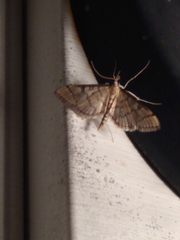 Blepharomastix ranalis
