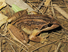 Brown Frog photo 5