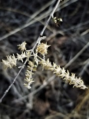 Aloysia