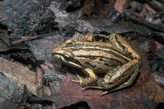 Brown Frog photo 4