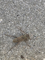 Brothylus gemmulatus