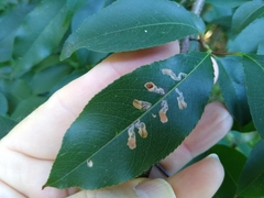 Coptodisca splendoriferella