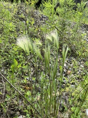 Hordeum jubatum