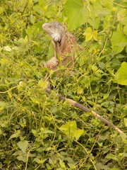 Iguana iguana