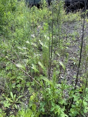Hordeum jubatum