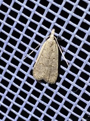Dichomeris punctidiscellus