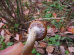 Psilocybe ovoideocystidiata