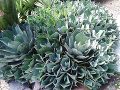 Agave potatorum