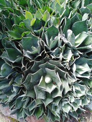 Agave potatorum